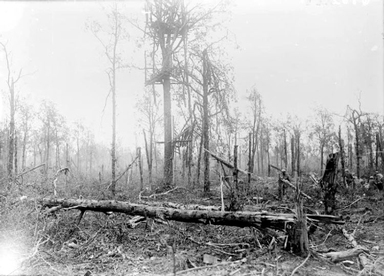 Trones Wood in August 1916